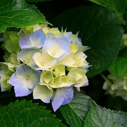 como es el nombre de maradona? - &iquest;cuanto sabes de futbol?