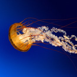 cuanto gano en la final alemania vs brazil? - &iquest;cuanto sabes de futbol?