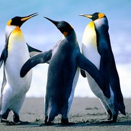 en que pais fue creado el famoso tiro media chilena? - &iquest;cuanto sabes de futbol?