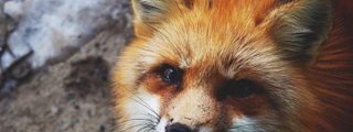 ¿Que hibrido animal eres?
