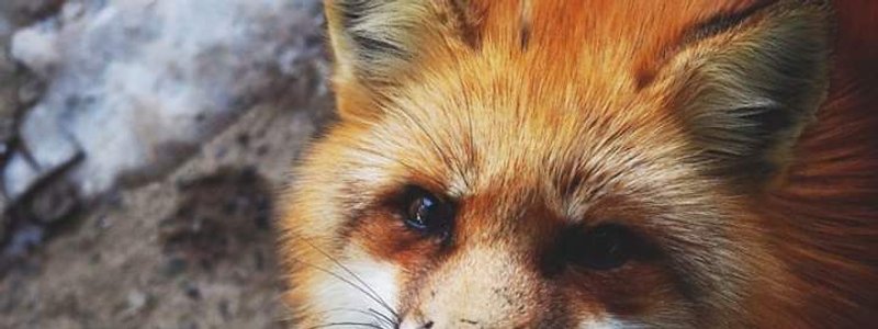 ¿Que hibrido animal eres?