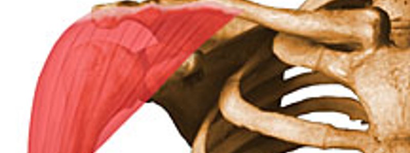 MUSCULOS DEL MIEMBRO SUPERIOR - GENERAL