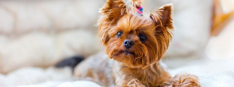 que raza de perro eres?