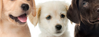 ¿cuanto sabes de los perros