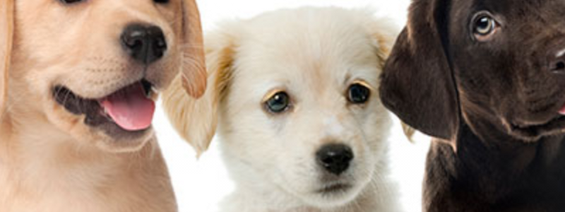 ¿cuanto sabes de los perros
