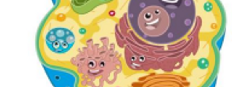 ENERG&Iacute;A /METABOLISMO /A.EQUILIBRADA