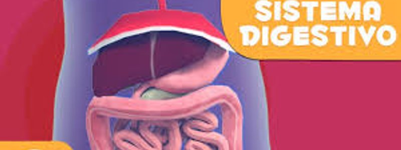 ¿Cuánto sabes del aparato digestivo?