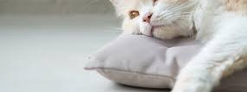 que raza de gato eres?