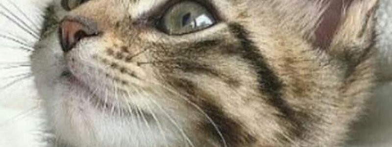 ¿Que gato eres?