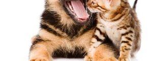 Que eres perro o gato?