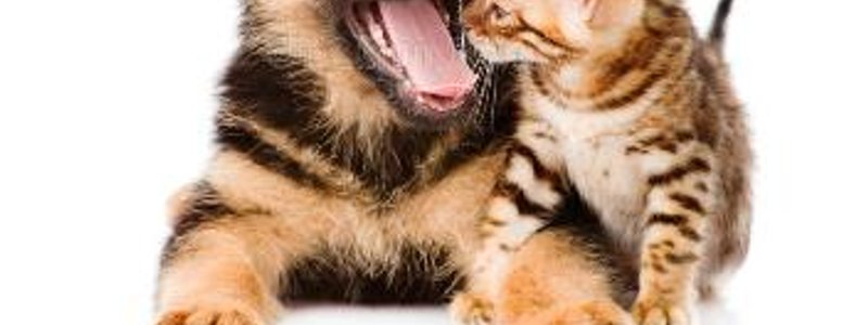 Que eres perro o gato?