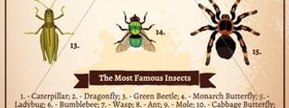 INSECTS
