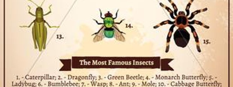 INSECTS