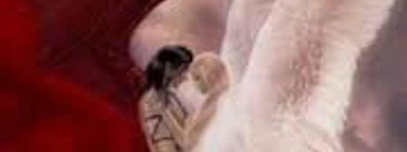 eres angel o demonio
