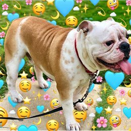 krilin como vino a hecer de yolo - cuanto sabes de yolo aventuras