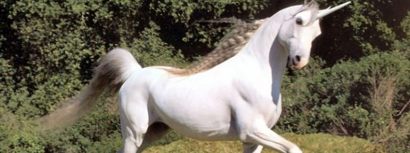 Unicorneo 🦄