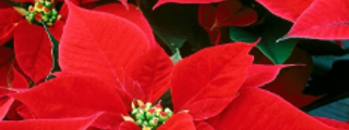 Plantas test