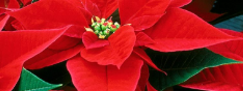 Plantas test