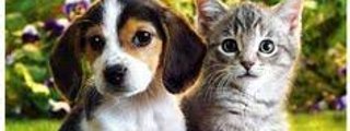 QUE ERES UN GATO O UN PERRO