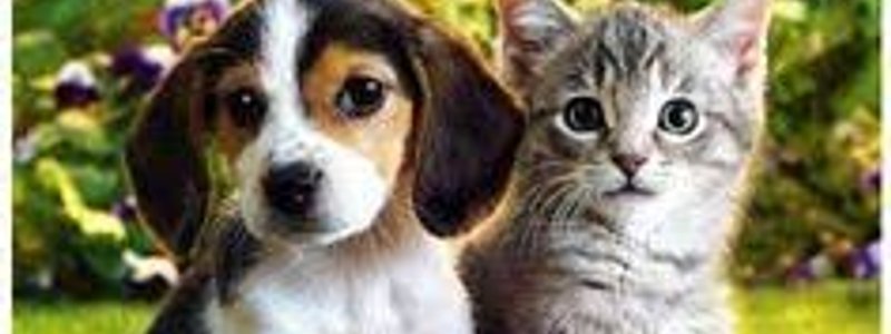 QUE ERES UN GATO O UN PERRO