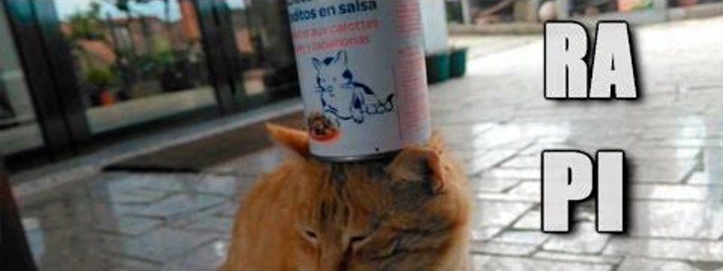 ¿Que gato de wine eres?