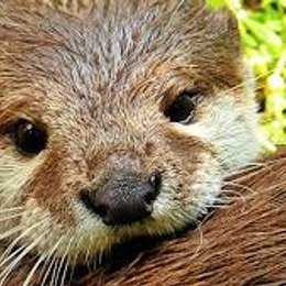 &iquest;seg&uacute;n su alimentaci&oacute;n; que clase de animal es la nutria? - 7 preguntas para inteligentes