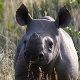 &iquest;cuanto tiempo demora el periodo de gestaci&oacute;n en los rinocerontes? - 7 preguntas para inteligentes