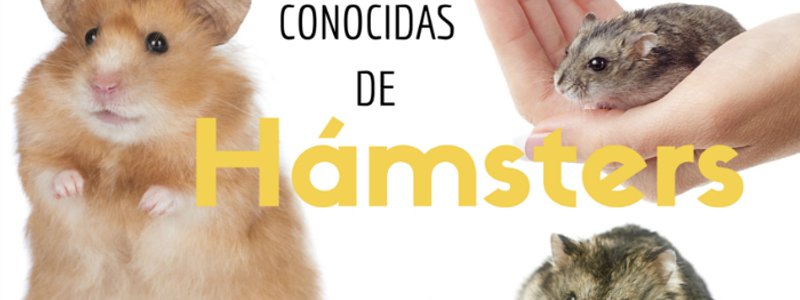 que raza de hamster eres? (remasterized)