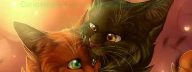 Que gato guerrero eres?