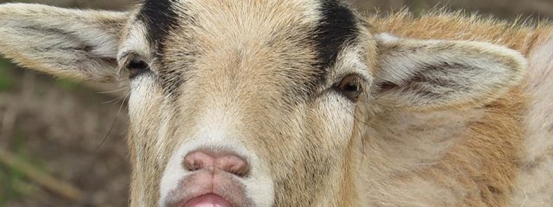 ¿Por cuantas cabras te vederían?