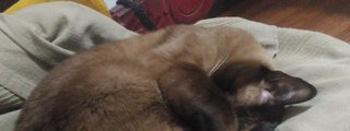 Cuanto conoces a los gatos?