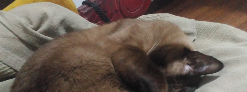 Cuanto conoces a los gatos?