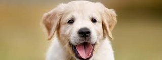 cuanto conoces a tu mascota