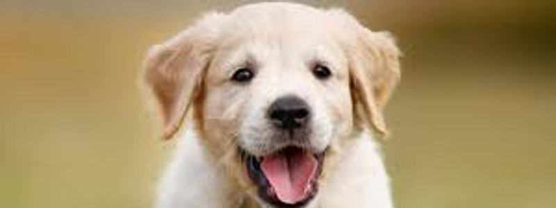 cuanto conoces a tu mascota