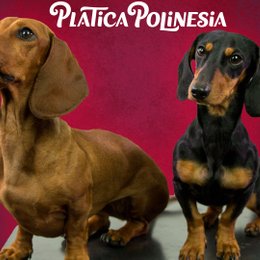 &iquest;cuantos perros tiene? - &iexcl;cuanto sabes de lesslie polinesia