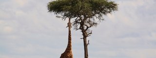 Capitales de ÁFRICA