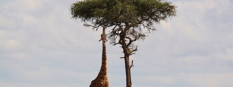 Capitales de ÁFRICA