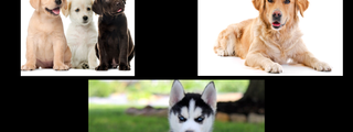 ¿Qué perro eres?