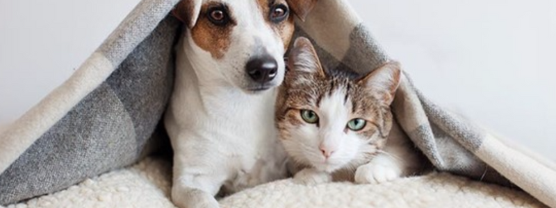 Eres un gato o perro? 