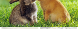 ¿que animal sos?