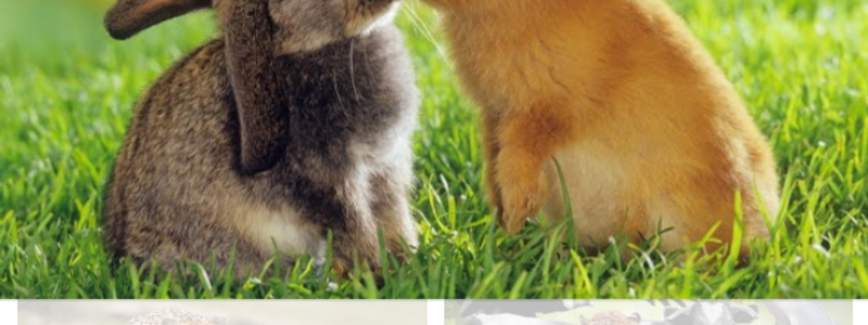 ¿que animal sos?