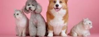 Cual sería tu mascota ideal?
