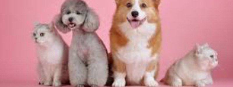 Cual sería tu mascota ideal?