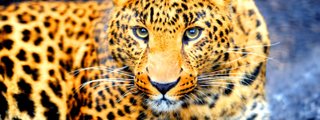 que gato eres
