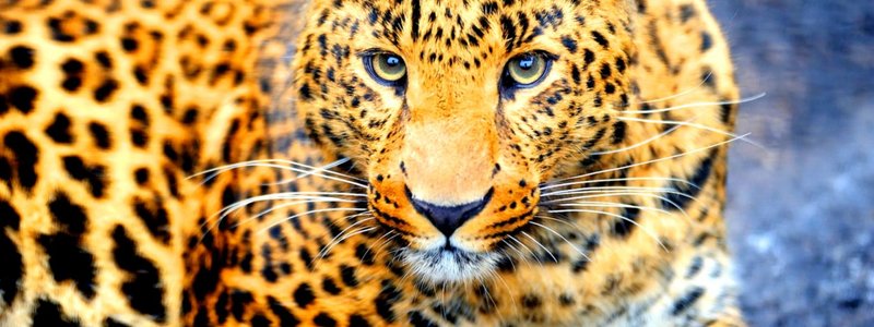 que gato eres