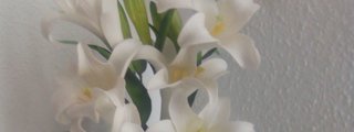 Eres la flor que crees que eres