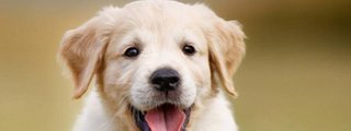 Tu perro ideal 