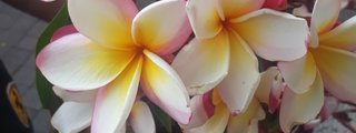 ¿Qué planta es ideal para ti?