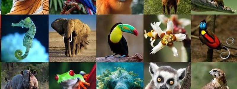 ¿Que animal eres?