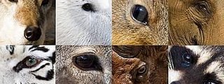 Que animal eres?